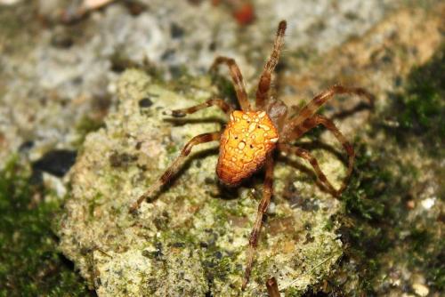 Araneus diadematus